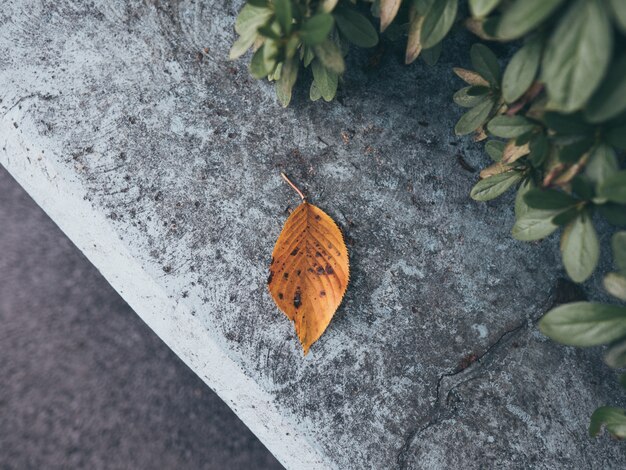 Fallblatt auf Felsen im Park