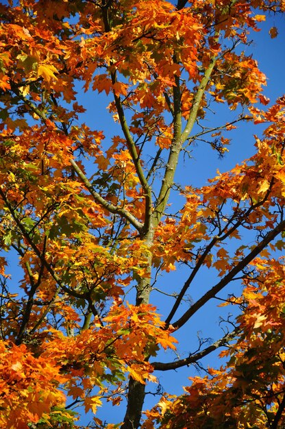 Fallen Sie gelb-roten Ahornwald mit blauem Himmel in Fulda Hessen Deutschland