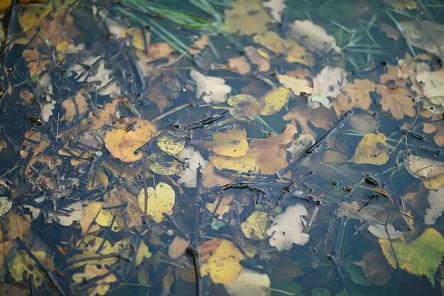 Fallen Sie nasse Blätter Hintergrund / Herbsthintergrund, gelbe Blätter, die von den Bäumen gefallen sind, Fall der Blätter, Herbstpark