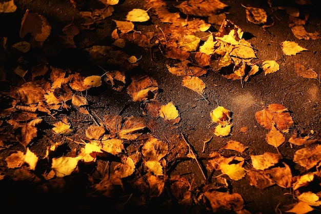 Fallen Sie nasse Blätter Hintergrund / Herbsthintergrund, gelbe Blätter, die von den Bäumen gefallen sind, Fall der Blätter, Herbstpark