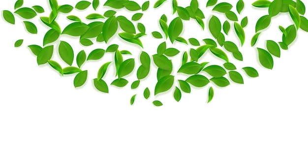 Fallende grüne Blätter Frischer Tee chaotische Blätter fliegen Frühlingslaub tanzt auf gelbgrünem Hintergrund Attraktive Sommer-Overlay-Vorlage Interessante Frühjahrsverkaufs-Vektorillustration