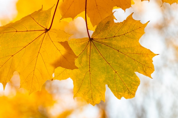 Fallende Herbstahornblätter natürlich.