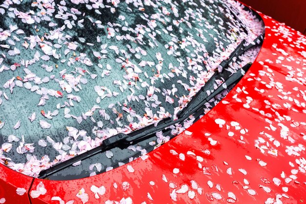 Foto fallende kirschblätter bedecken die windschutzscheibe eines autos mit einer rosa schicht von blütenblättern