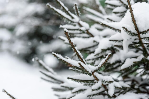 Fallender Schnee auf dem Hintergrund eines Nadelbaums closeupa rustikale Winterlandschaft