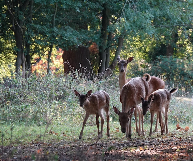 Fallow-Hirsche stehen auf einer Waldlichtung