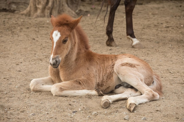 Falo recém-nascido castanho com mancha branca na testa amamentado pela mãe cavalo