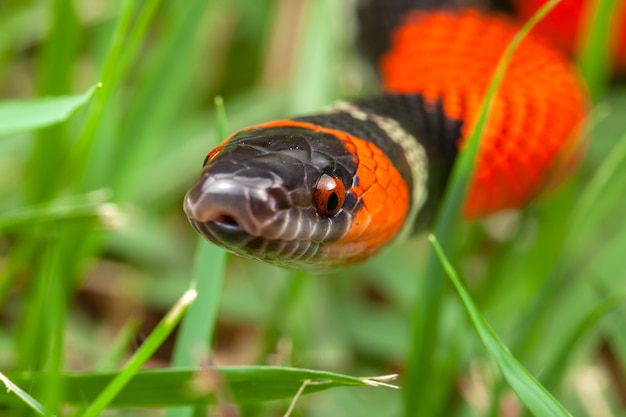 Foto falsa serpiente coralina oxyrhopus guibei