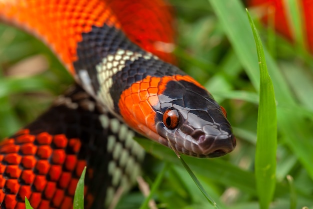 Foto falsche korallenschlange oxyrhopus guibei