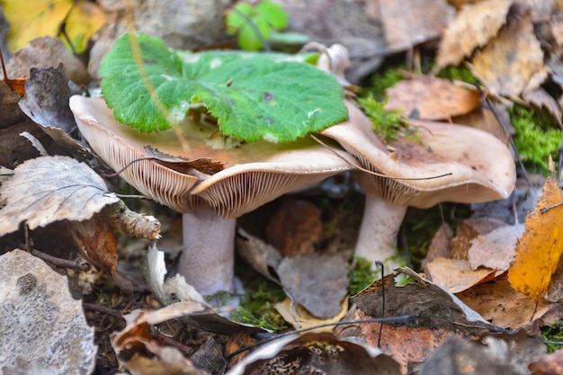 Falsche Pfifferlinge in der Grasnahaufnahme Pilznahaufnahme im Wald