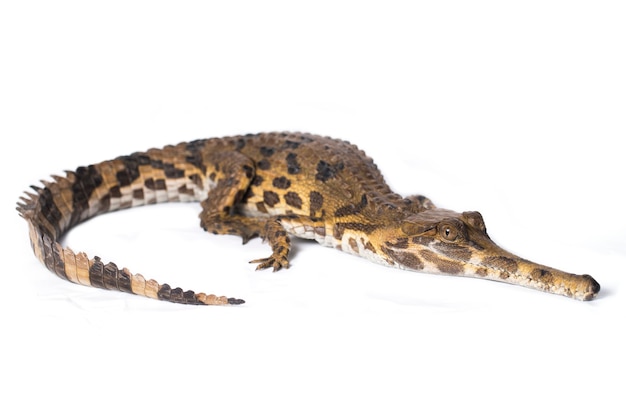 Falsches Gharial Tomistoma schlegeliiisolated auf weißem Hintergrund