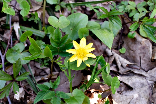 False Rue Anemone