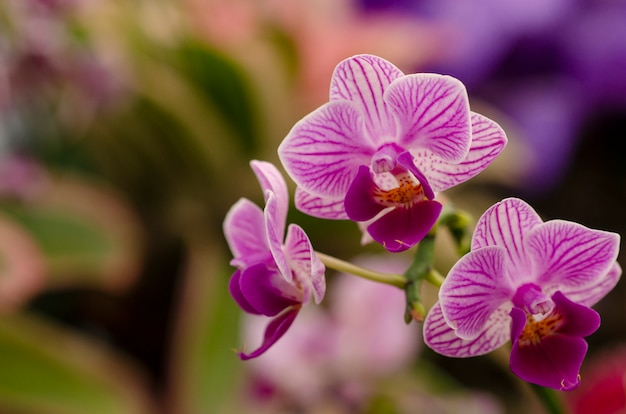 Falta de definición púrpura del fondo del modelo de flores de la orquídea
