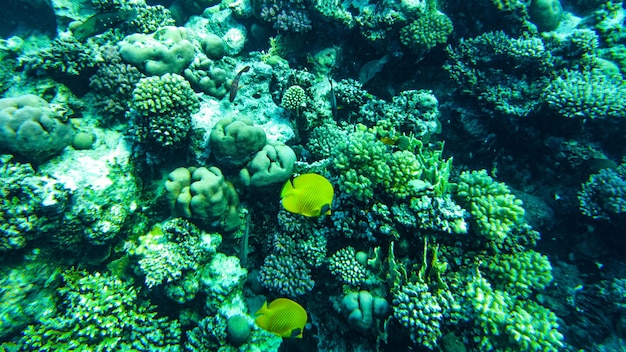 Falterfische, Chaetodon semilarvatus. Fische ernähren sich vom Riff.