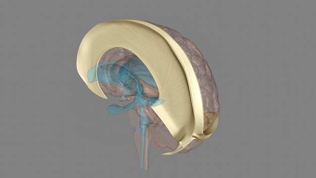 Foto el falx cerebri y el tentorium cerebelli son estructuras duras delgadas que se encuentran entre partes del cerebro