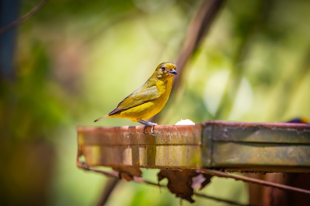 Famale Euphonia de garganta púrpura (Euphonia chlorotica) AKA Fim Fim pájaro comiendo plátano