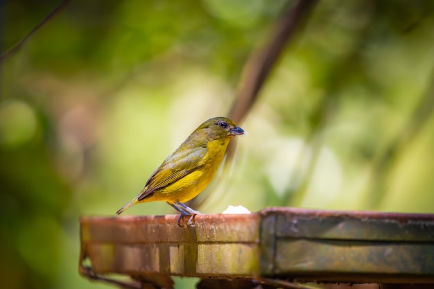 Famale Euphonia de garganta púrpura (Euphonia chlorotica) AKA Fim Fim pájaro comiendo plátano