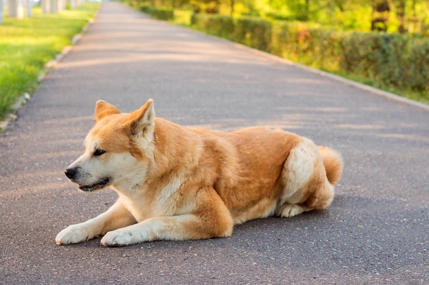 Famale perro japonés de pura raza Akita inu