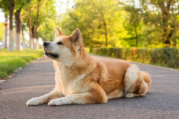 Famale reinrassiger japanischer Hund Akita inu