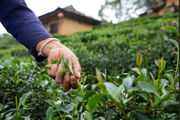 Famer guarda el té en la plantación de té Mae Hong Son