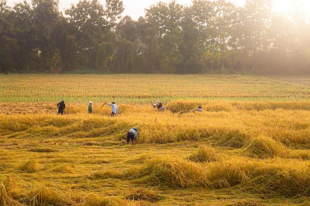 família a colher arroz cultivado organicamente e um amigo da família a ajudá-los