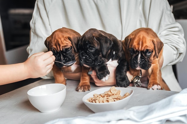 familia alimentando cachorritos con su desayuno en casa