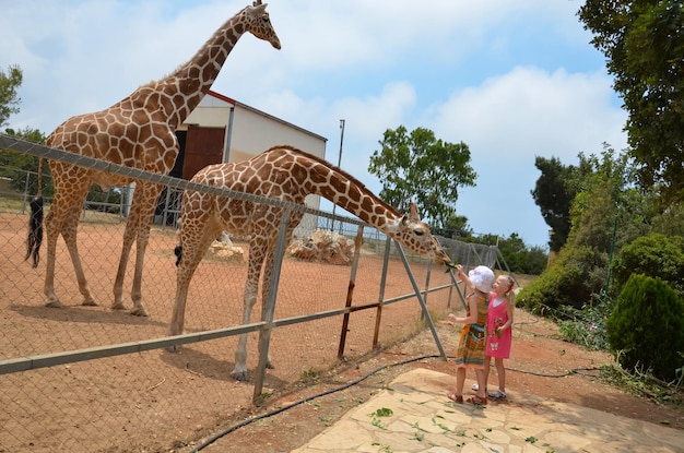 Foto família alimentando girafas no zoológico crianças alimentam girafas em um parque de safári tropical durante o verão