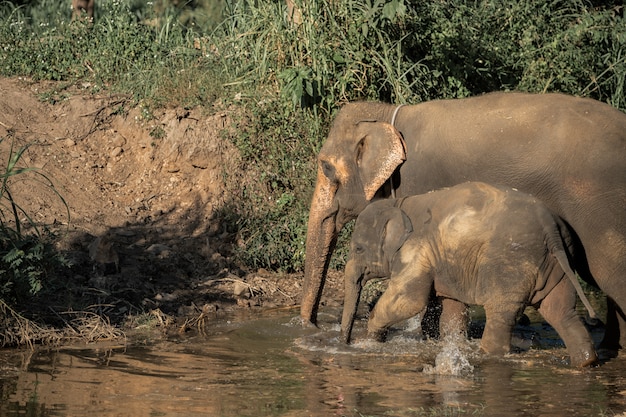 Familia de amor de elefante tailandés