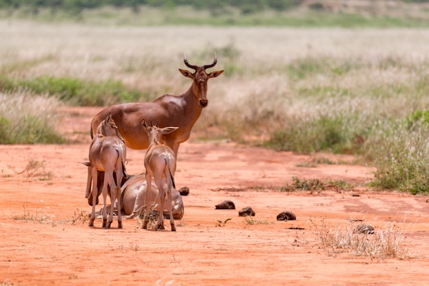 Foto una familia de antílopes topi en la sabana de kenia