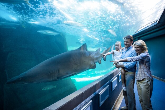 Família apontando um tubarão em um tanque