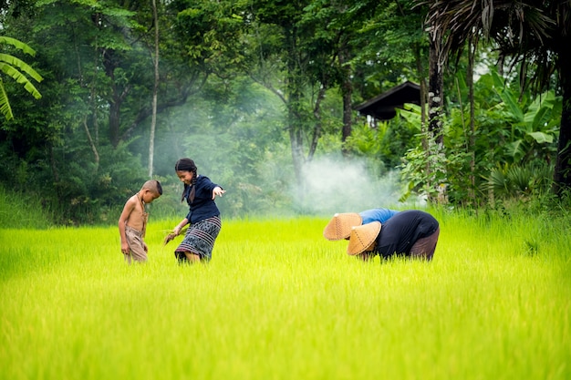 Familia asiática, trasplante de plántulas de arroz en un campo de arroz, Agricultor que siembra arroz en la temporada de lluvias, Tailandia