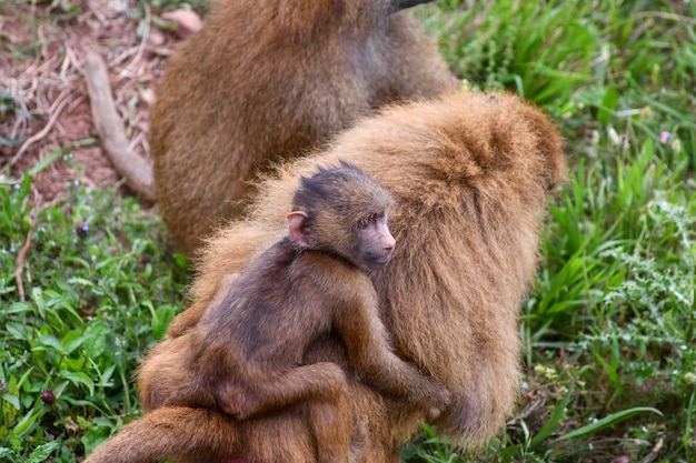 familia de babuinos de Guinea en ambiente natural