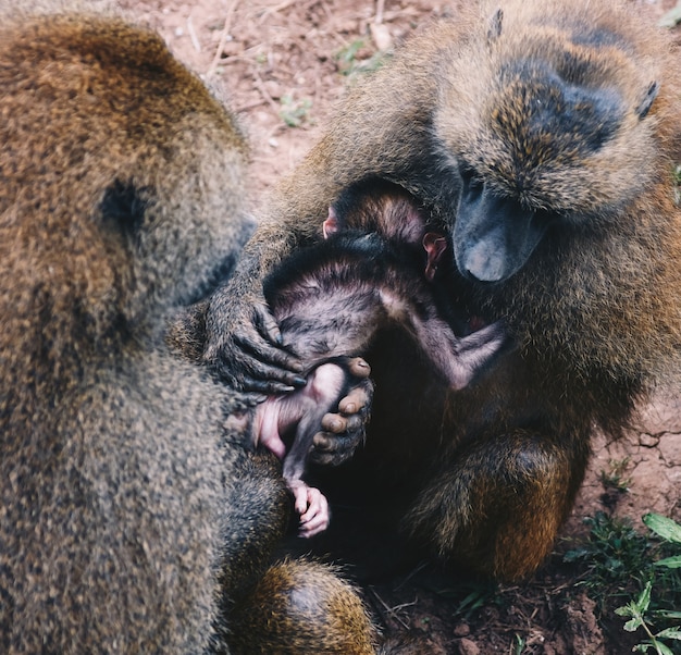 familia de babuinos de Guinea en ambiente natural