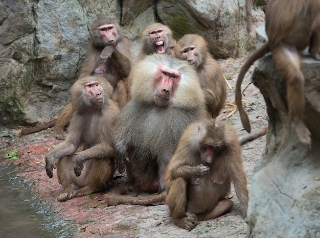 Familia de babuinos hamadryas