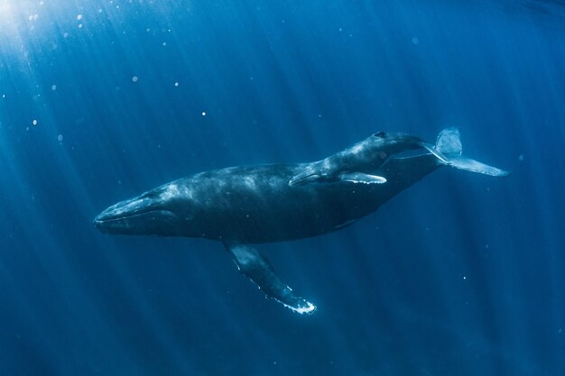 Familia de las ballenas jorobadas de gran ángulo