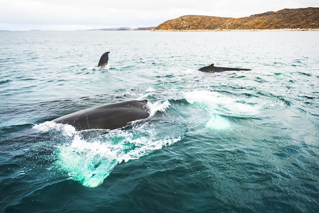 Familia de ballenas jorobadas, océano Atlántico, oeste de Groenlandia