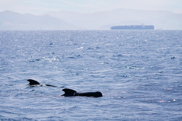 familia de ballenas piloto nadando frente a un buque de carga concepto de vida silvestre marina y tráfico marítimo de mercancías