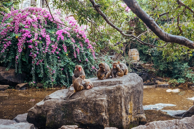 Familia Big Monkey. El mono macaco rhesus alimenta y protege a su bebé lindo en el parque forestal de la naturaleza tropical de Hainan, China. Escena de vida silvestre con peligro animal. Macaca mulatta.