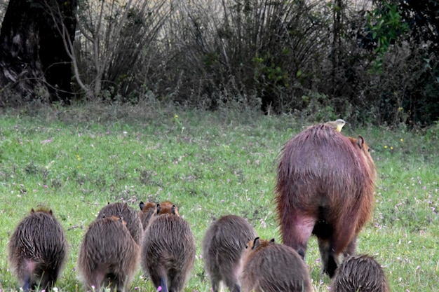 Foto familia de caapybaras en entre rios argentina