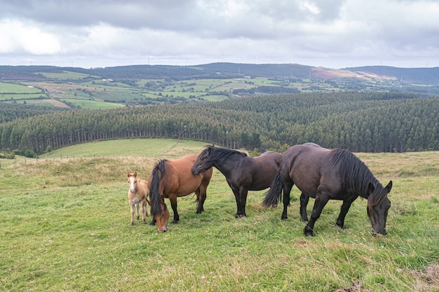 Familia de caballos salvajes con su potro en la pradera