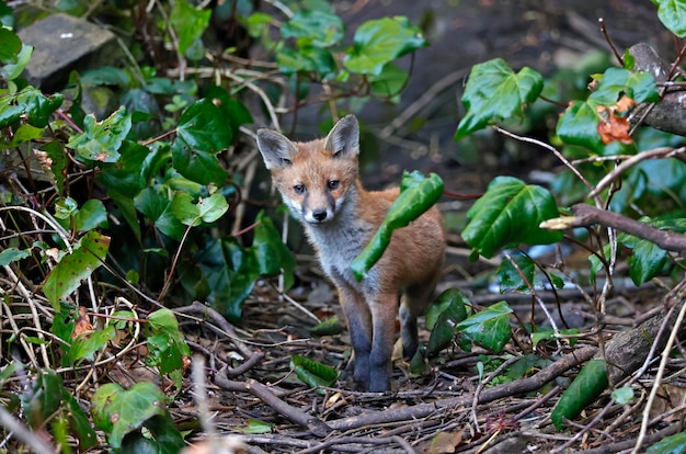 Una familia de cachorros de zorro urbano se dispuso a explorar el jardín.