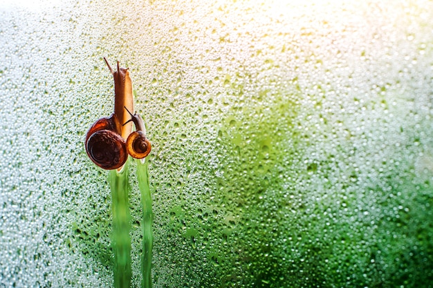 familia de caracol caminando en línea sobre el agua