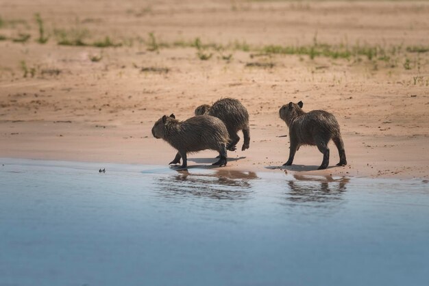 Familia Carpinchos en una playa a orillas del río Cuaiaba Panranal Mato Grosso Brasil