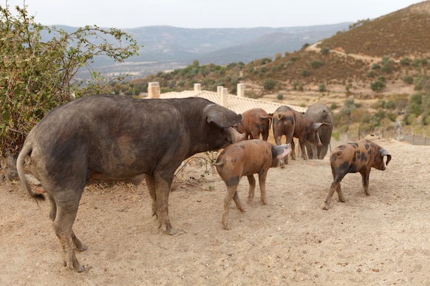 Familia de cerdos ibéricos