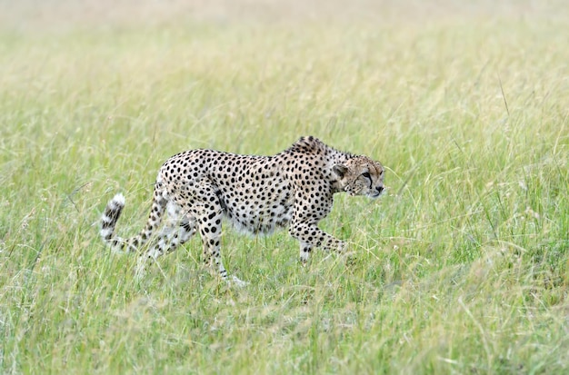 Família cheetah masai mara national park no quênia