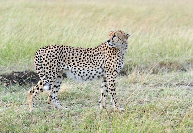 Família Cheetah Masai Mara National Park no Quênia