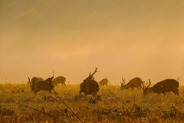 Familia ciervos al atardecer en la provincia de Thung Kramang Chaiyaphum, Tailandia