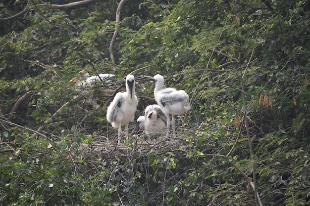 Familia de cigüeña pintada