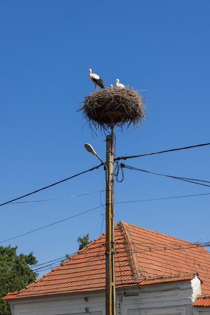 Foto familia de cigüeñas ciconia ciconia en el nido en un poste eléctrico por un edificio con techo de azulejos padres atentos