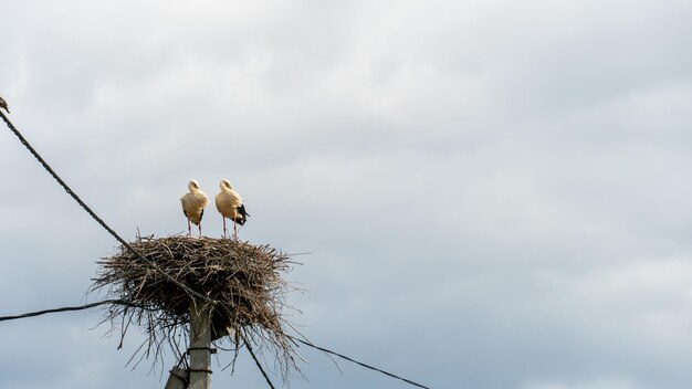 Una familia de cigüeñas se encuentra en un gran nido contra un fondo de cielo azul y nubes Un gran nido de cigüeñas en un poste de hormigón eléctrico La cigüeña es un símbolo de Bielorrusia