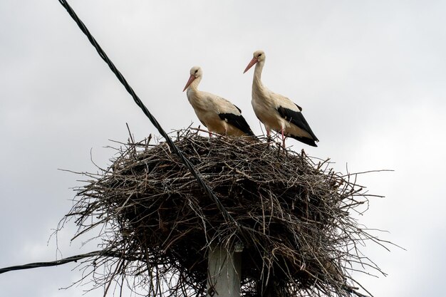 Una familia de cigüeñas se encuentra en un gran nido contra un fondo de cielo azul y nubes Un gran nido de cigüeñas en un poste de hormigón eléctrico La cigüeña es un símbolo de Bielorrusia